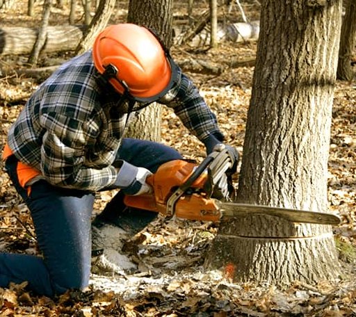 Tree Removal in Silver Lake, NH